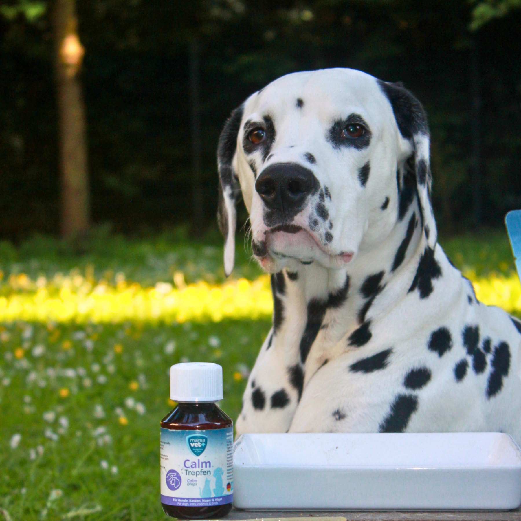Marsavet Calm Tropfen 100 ml Beruhigung Hund Katze Lavendel