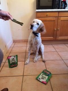 Greenies Dog Dental Treats Original Medium Zahnsnack 3x170 g