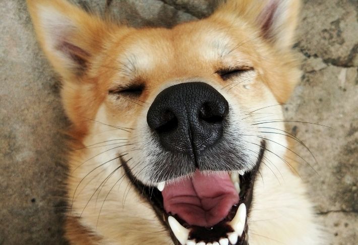 Company of Animals Class Training Improvers Course Hundetraining Level 1