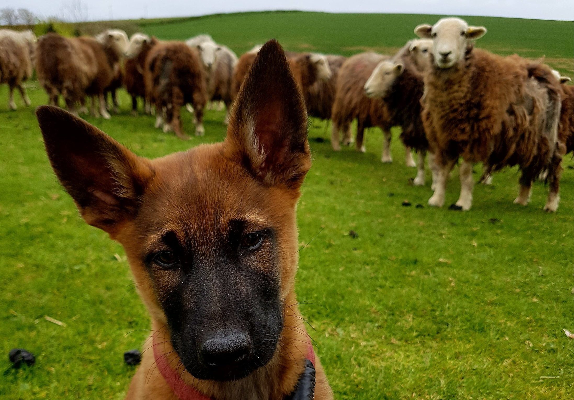 Company of Animals Class Training Puppy Farm Walk Hundetraining 31. Mai