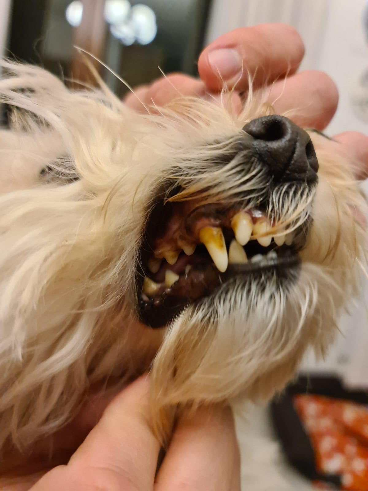 Marsavet Dental Pulver 125g Insektenprotein Zahnstein