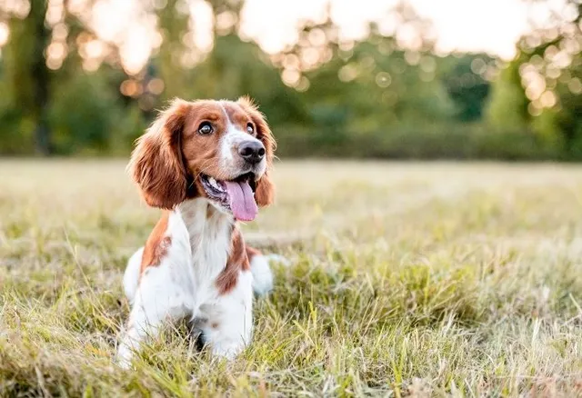 Company of Animals Class Training Adult Dog Hundetraining 21. Juni