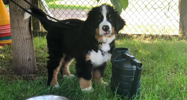 Company of Animals Class Training Puppy Kurs Junior