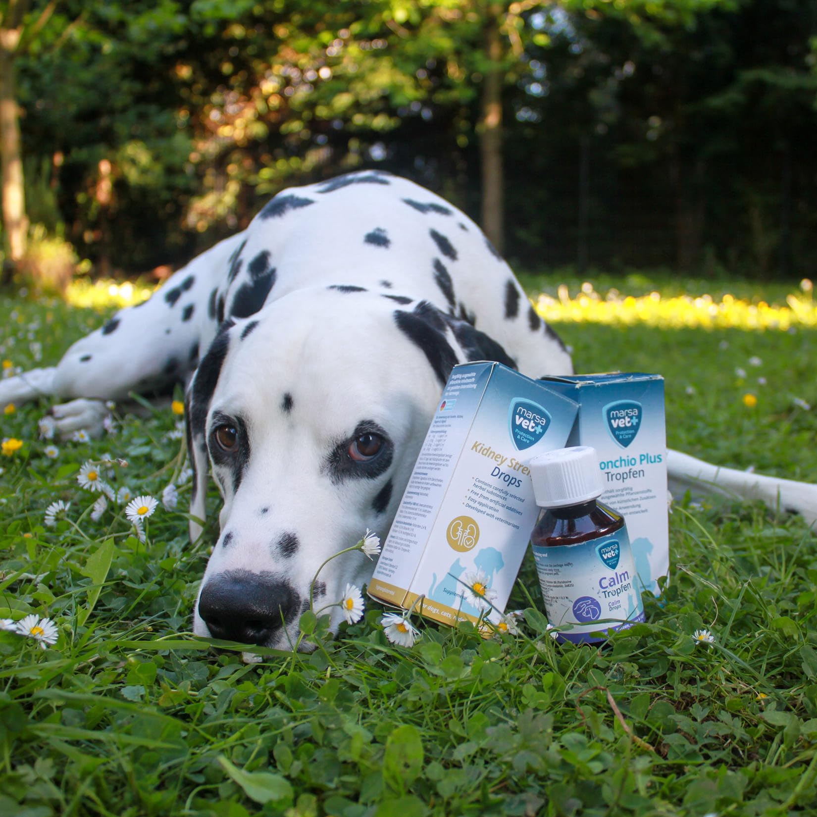 Marsavet Calm Tropfen 100 ml Beruhigung Hund Katze Lavendel