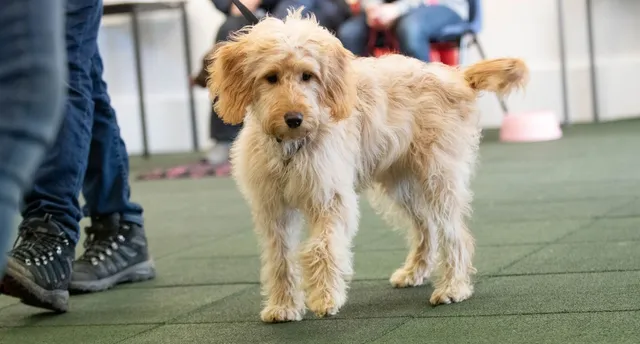 Company of Animals Class Training Puppy Kurs Senior