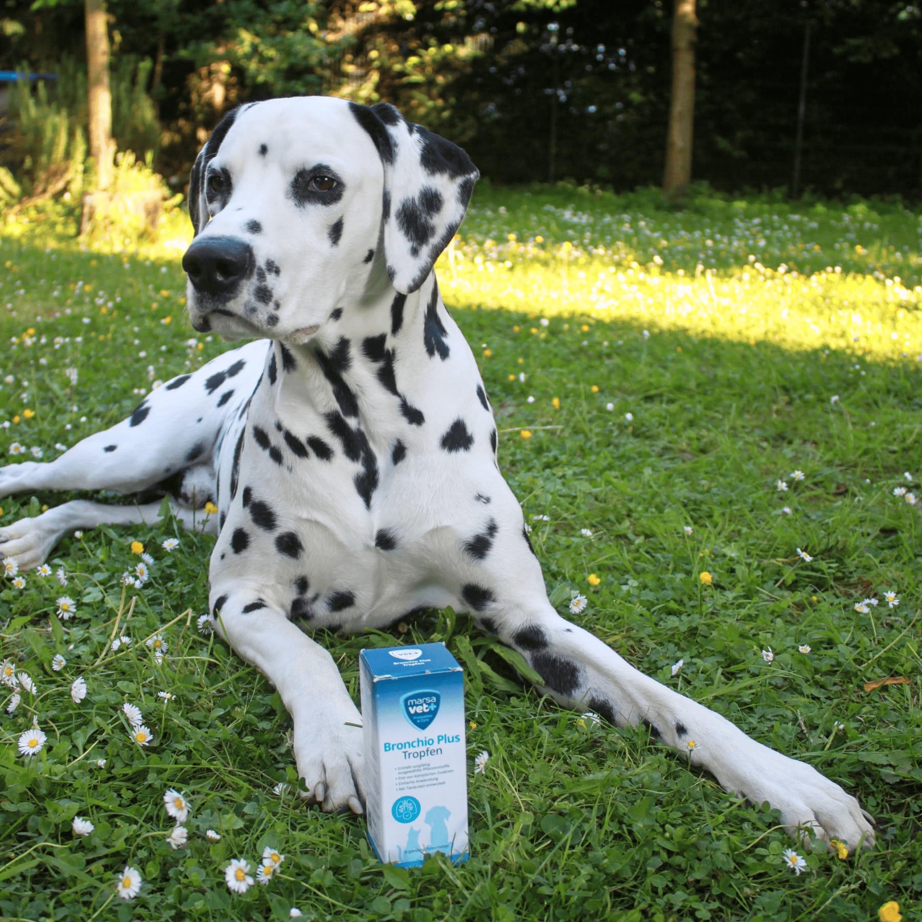 Marsavet Tropfen Bronchio Plus Atemwegs-Tropfen Hund Katze 100 ml
