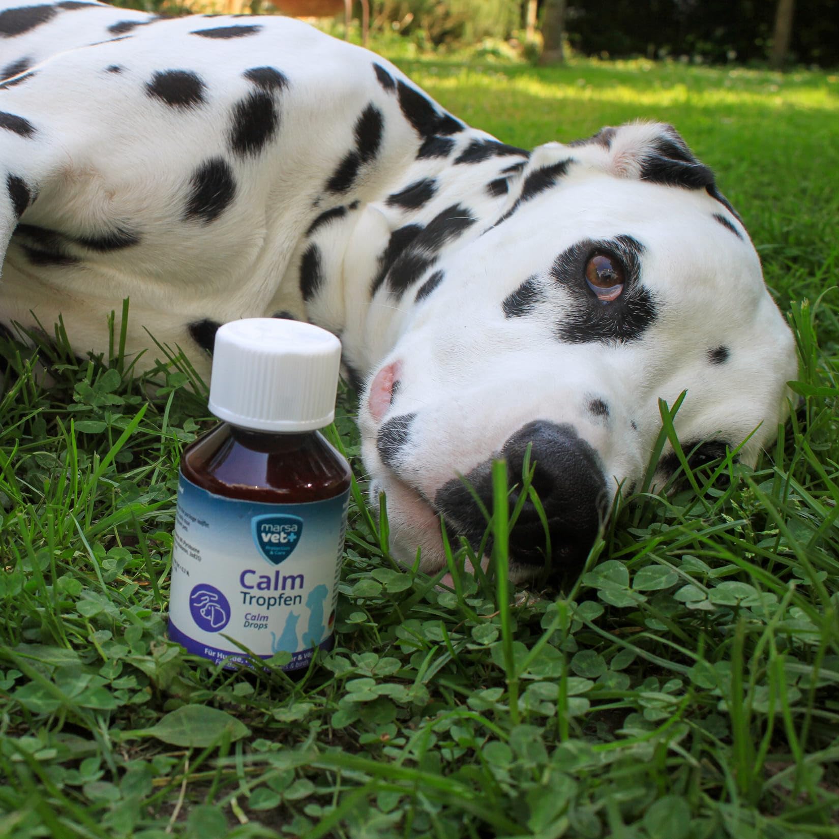 Marsavet Calm Tropfen 100 ml Beruhigung Hund Katze Lavendel