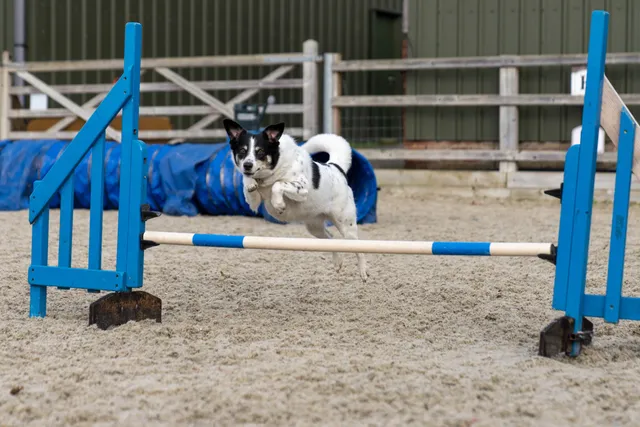 Company of Animals Class Training Agility Kurs Improver